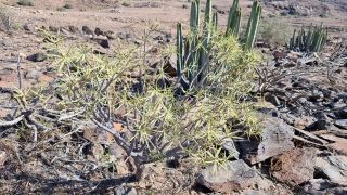 2024-02-GranCan-Playa Del Aguila-Trek-16.jpg